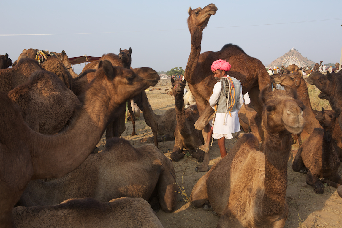 Pushkar