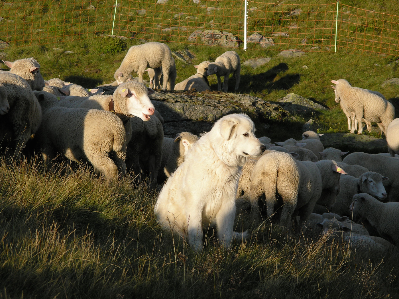 Moutons loups