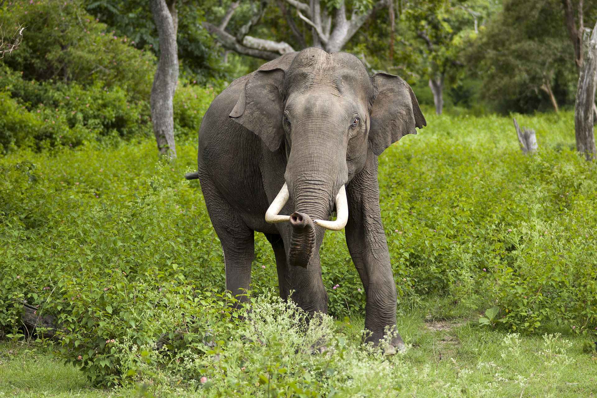 Inde Elephants Ulyces 