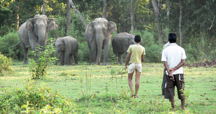 Inde Elephants Ulyces 