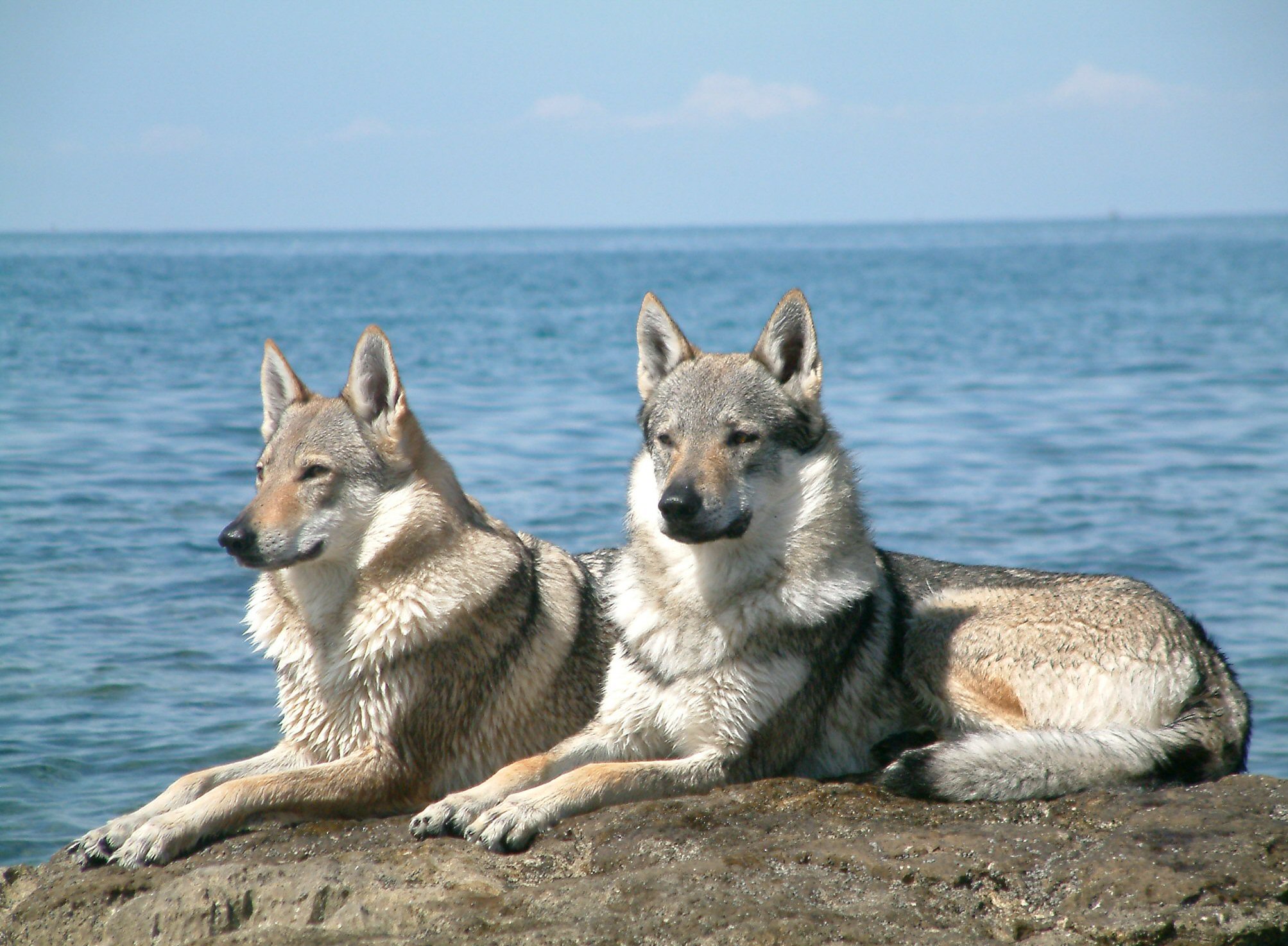 Chien loups